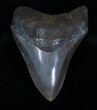 Inch Brown Georgia Megalodon Tooth #3209-2